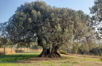 Agriturismo IL VECCHIO OLIVO - Foto 29