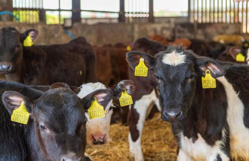 Chalet Lodge 2 - Hot Tub by Interhome - Foto 30