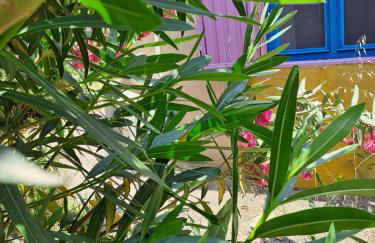 Case rotonde - Foto 11