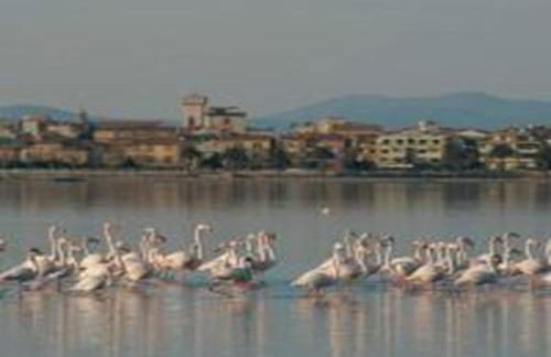 App - Il Fenicottero con parcheggio gratuito ad Orbetello - Foto 42