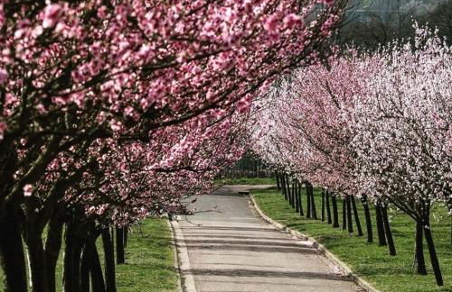 Pfälzer Herzel - Foto 16