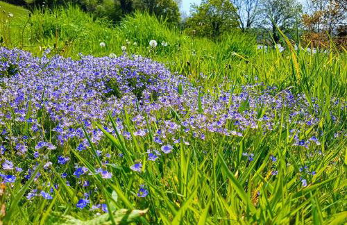 Driftwood Cottage - Foto 47