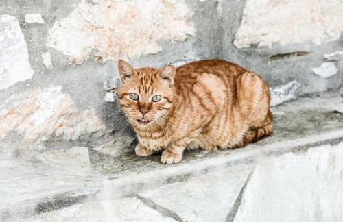 Ermina House - Foto 27