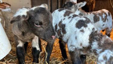 Les gîtes de la bergerie - Foto 3