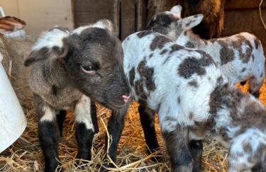 Les gîtes de la bergerie - Foto 3