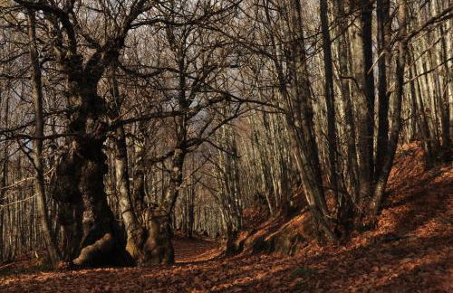 Casa Rural Las Jañonas CC-CR-00219 - Foto 46
