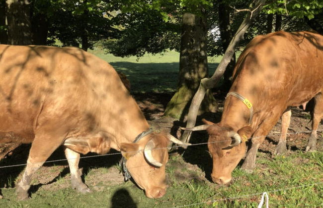 Holiday Home Kent Comfortable Vacation Home - Photo 27