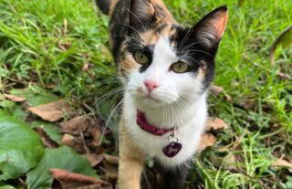 Cottage at FLAMINGAS PLACE - Photo 28