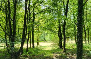 Le Domaine Insolite de Brocéliande - Foto 30