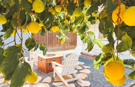 Old Fig House - Historic Fig Garden Neighborhood - Photo 5