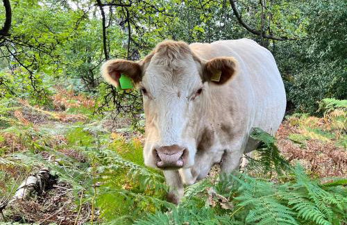 3-bedroom cottage set in a large enclosed garden - Foto 27