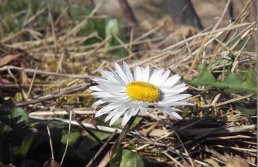 Ferienweingut Ulrike Thul - Foto 13