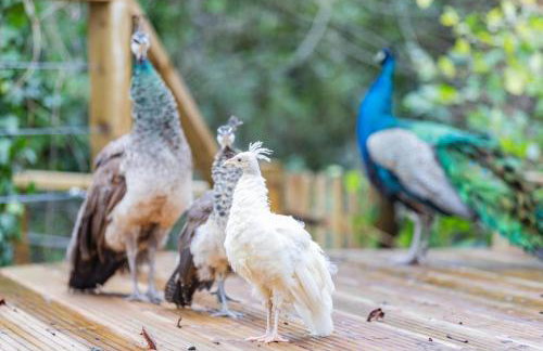 3 Bed in Newport oc-p33956 - Foto 36