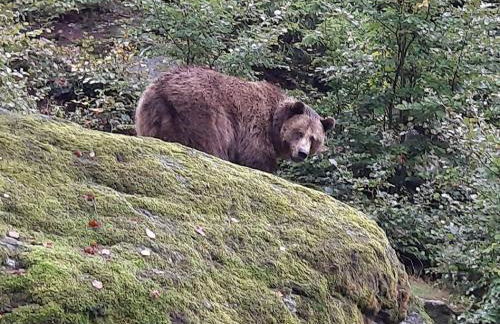 Blockhaus am Baumwipfelpfad - Foto 64