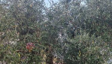 Casa di Enrico - Foto 4, Garden view