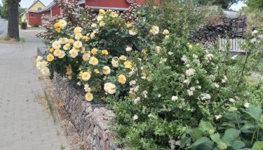 Uckermark "Ferienwohnung Sommerfugl " - Foto 4