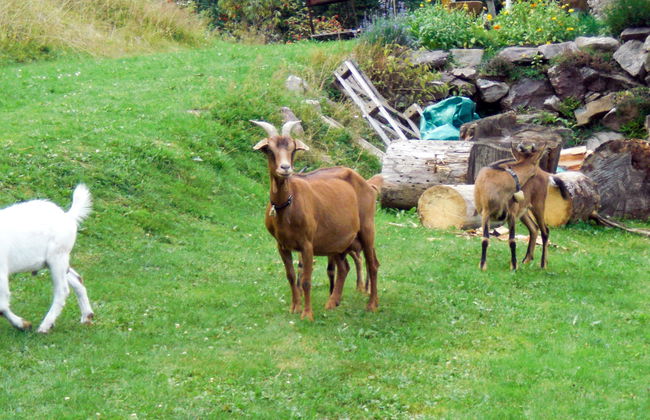 Mühlenmichelshäusle - Foto 20