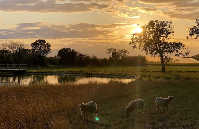 Domaine de La Thiau - Foto 39
