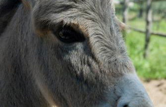 Podere La Branda - Foto 71