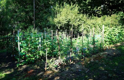 The Cottage in the Trees - Foto 28