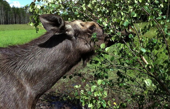 Country House Dalavagen 8 - Foto 15