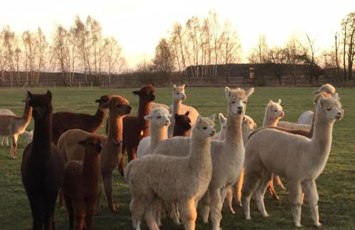 Spreewald-Ferienwohnung Reschke/Jahn - Foto 18