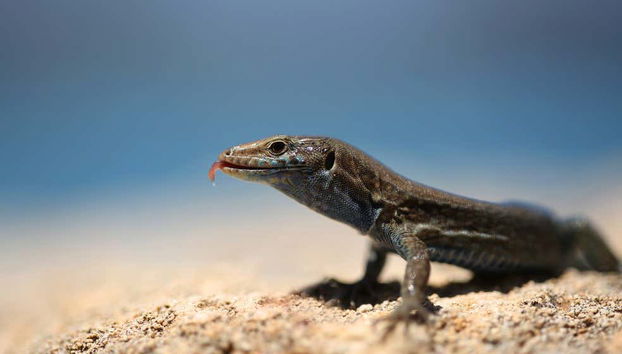 Excursión a Cabrera y la Cueva Azul en barco - Foto 3