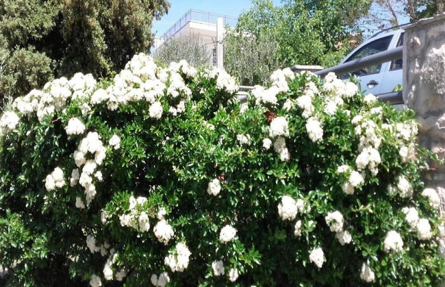 Apartments Smilje & Maslina - Foto 55