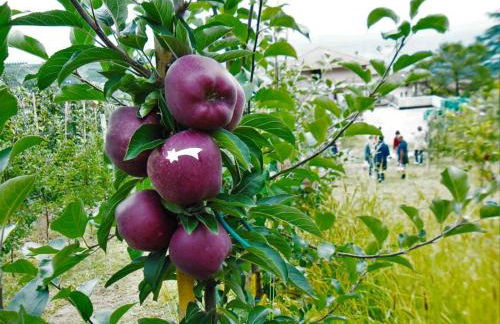 Agritur Leita - Foto 68