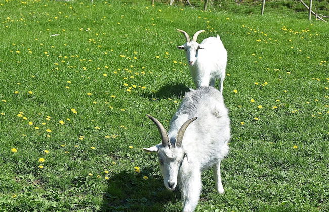 6 Person Holiday Home in Onarheim - Foto 23