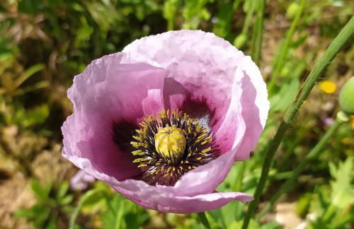 Retiro Da Avo Lídia - Turismo Rural - Foto 61
