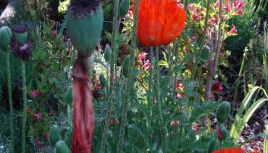 Haus Meersburg See - Foto 3