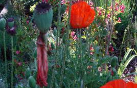 Haus Meersburg See - Foto 3