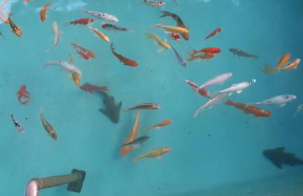 Pousada Apartamento na Serra - Foto 47