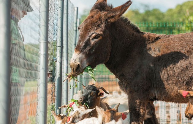 Luxury Beach Villas Porto Bus - Foto 59