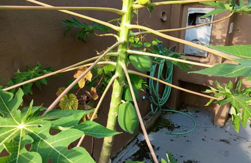 Casa Tapajos - Foto 8