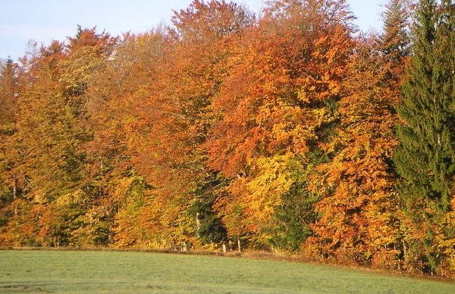 Spacious Holiday Home in Neureichenau-schimmelbach - Foto 23