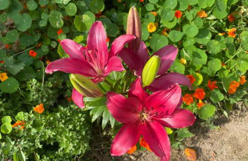 La Petite Maison - Foto 41