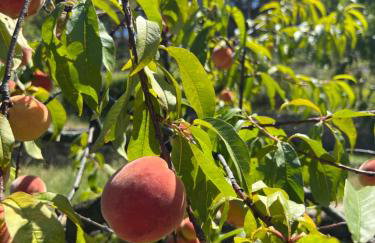 Apartman Barićevi dvori - Foto 27