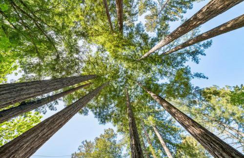 Faeya Grove - Foto 36