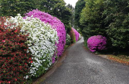 BMP APARTMENT GIOIOSA 2 giardino vista Lago Maggiore - Foto 45