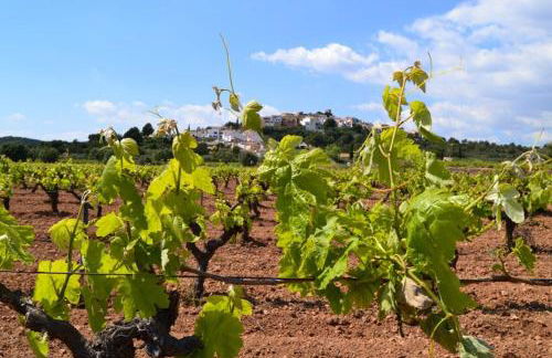 Els Cups casa rural - Foto 40