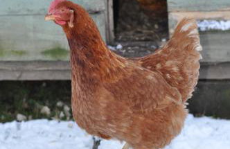 The Hay Loft Southlands Farm - Foto 56