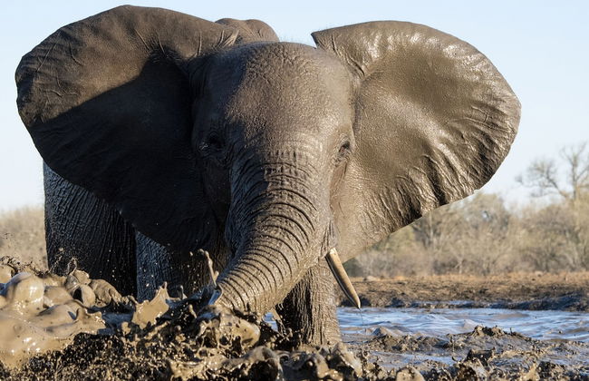 Euphorbia Mashatu - Foto 25