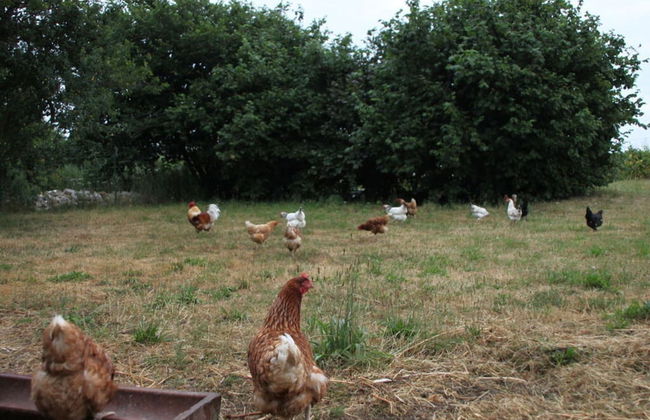 Family Idyll Comfortable Holiday Residence - Foto 12