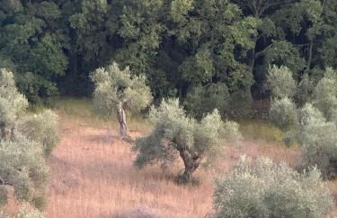 Villa Capalbio - Foto 47