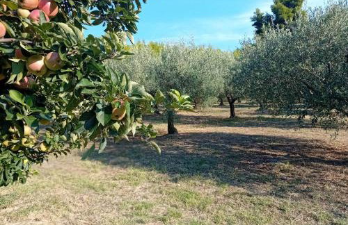 Κτήμα Verde - Foto 56