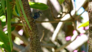 Résidence Marina Livia - Foto 4, Garden