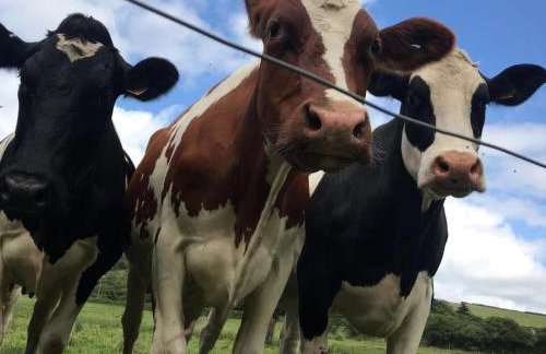 2 Bed in Bodmin oc-chest - Foto 17