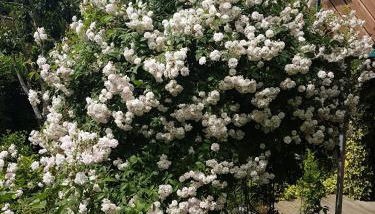 Schwarzwaldhaus - Foto 5